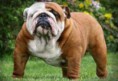 /album/fotogaleria/k4bf-buldog2-jpg-jpg/