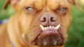 /album/fotogaleria/a357595-pabst-pes-skaredy-boxer-petalum-vitaz-jpg/